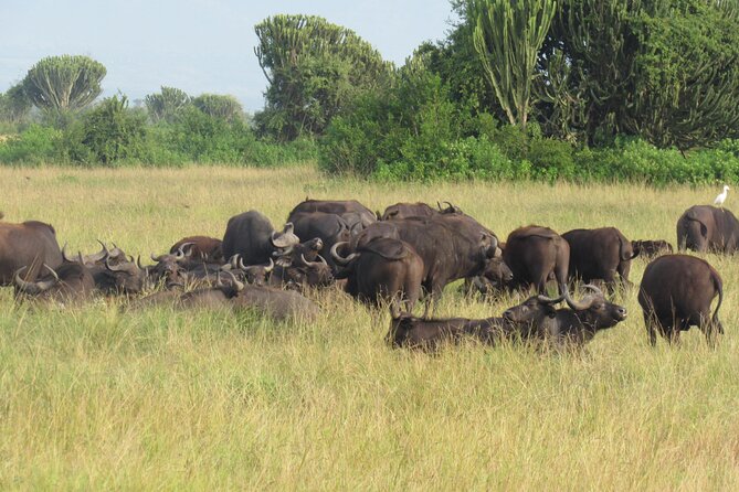 Three days escape to Queen Elizabeth National park - Day three: tea plantations, Fort Portal, and the return journey