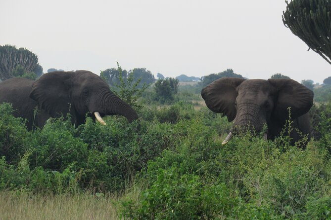 Three days escape to Queen Elizabeth National park - Igongo Cultural Centre and Ankole culture