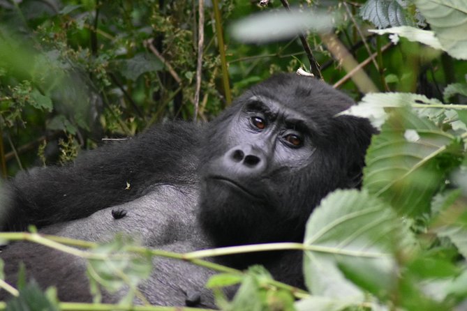 Three Days Gorilla Safaris In Uganda - The long road from Kampala to Bwindi