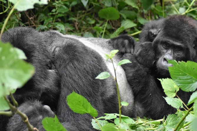 Three Days Gorilla Safaris In Uganda - What the $1,794.88 price may be worth