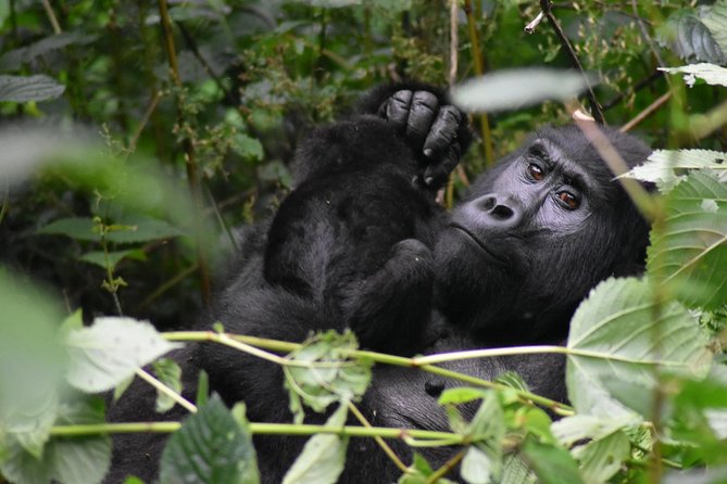 Three Days Gorilla Safaris In Uganda - Who will enjoy this three-day safari