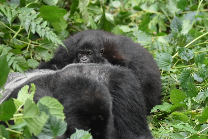 Three Days Gorilla Safaris In Uganda - Simple planning advice for a smoother trip