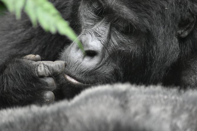 Three Days Gorilla Safaris In Uganda - What gorilla trekking in Bwindi demands
