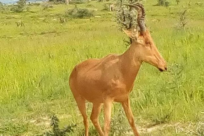 Three Days Murchison Falls National Park Tour in Uganda - Guide support and the small group setup