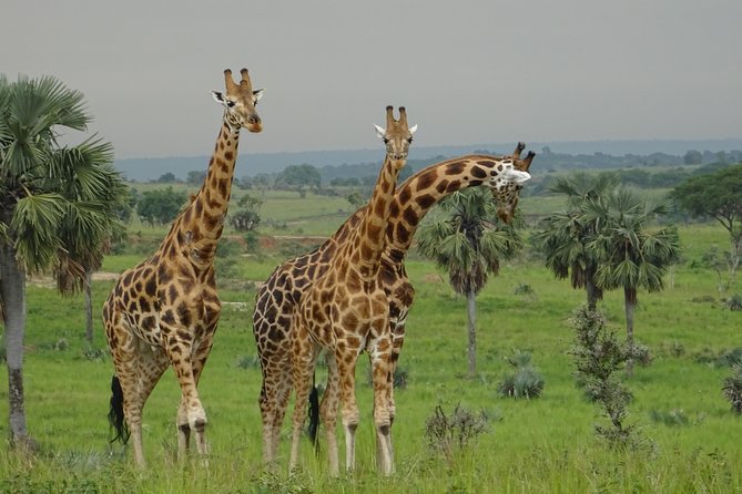 Three Days Murchison Falls National Park Tour in Uganda - Day three: an early return to Kampala