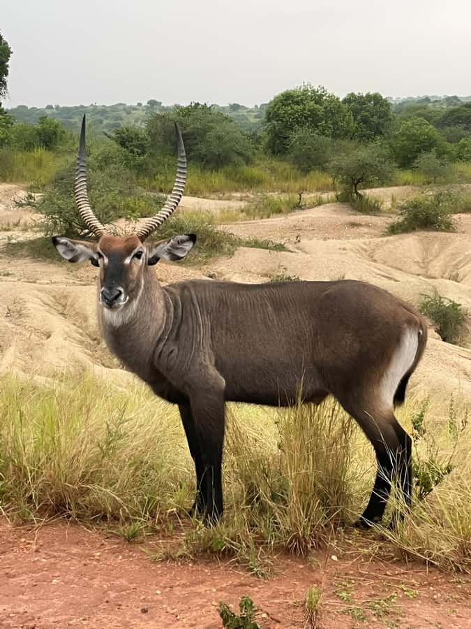Uganda: 1-Day Murchison Falls Park Safari with Boat cruise - Why this one-day Murchison Falls trip works