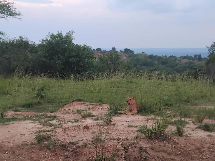 Uganda: 1-Day Murchison Falls Park Safari with Boat cruise - A three-hour game drive through Uganda’s largest park