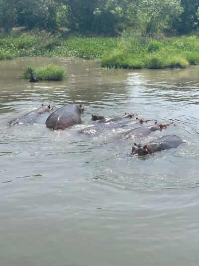 1-Day Murchison Falls Park Safari with Boat cruise