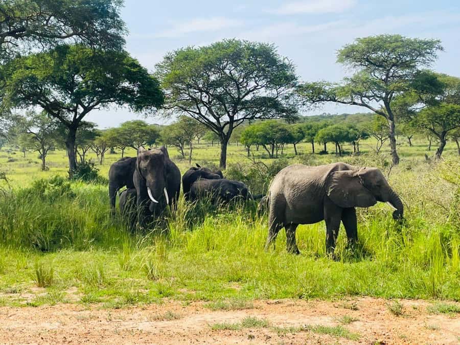 Uganda: 1-Day Murchison Falls Park Safari with Boat cruise - The Nile boat cruise at 2:00 PM