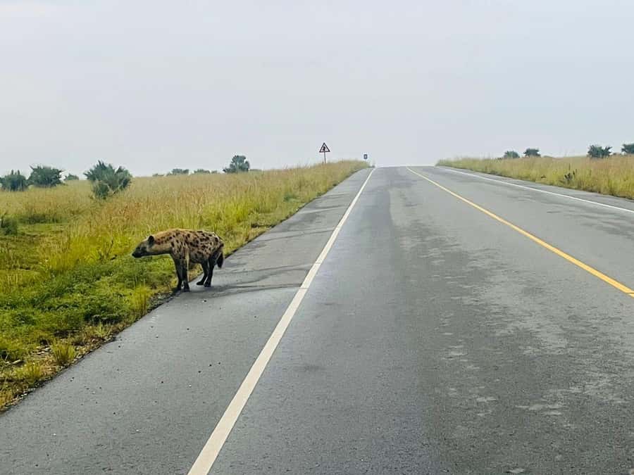 Uganda: 1-Day Murchison Falls Park Safari with Boat cruise - What the $480 price really covers