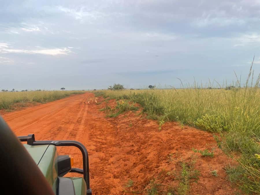Uganda: 1-Day Murchison Falls Park Safari with Boat cruise - What to bring and how to prepare