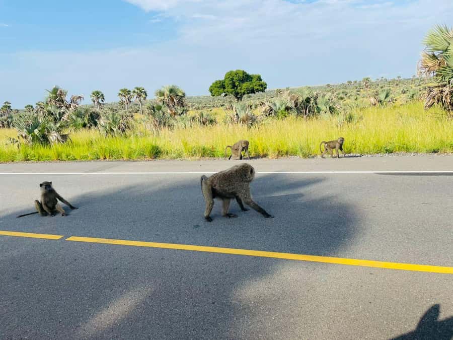 Uganda: 1-Day Murchison Falls Park Safari with Boat cruise - Should you book this Murchison Falls day safari?