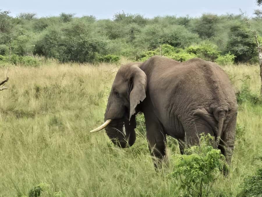 Uganda: 2-Day Murchison Falls Park Safari with Boat cruise - Key points to know before booking