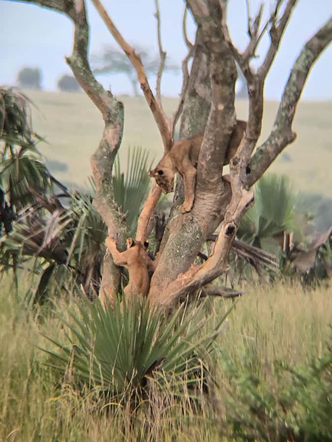 Uganda: 2-Day Murchison Falls Park Safari with Boat cruise - Why two days can work at Murchison Falls
