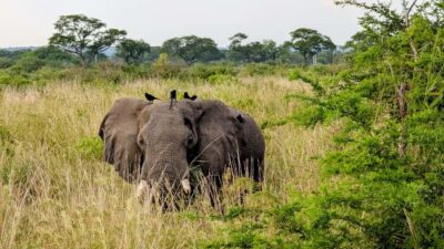 2-Day Murchison Falls Park Safari with Boat cruise