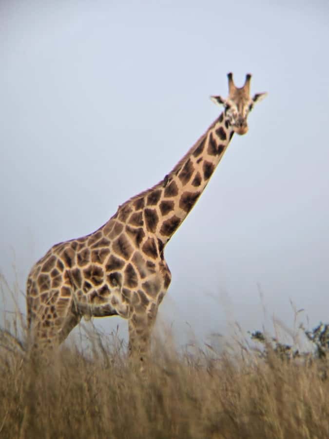Uganda: 2-Day Murchison Falls Park Safari with Boat cruise - Two views of Murchison Falls