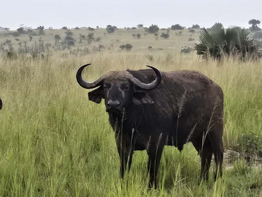 Uganda: 2-Day Murchison Falls Park Safari with Boat cruise - What the $680 price really buys