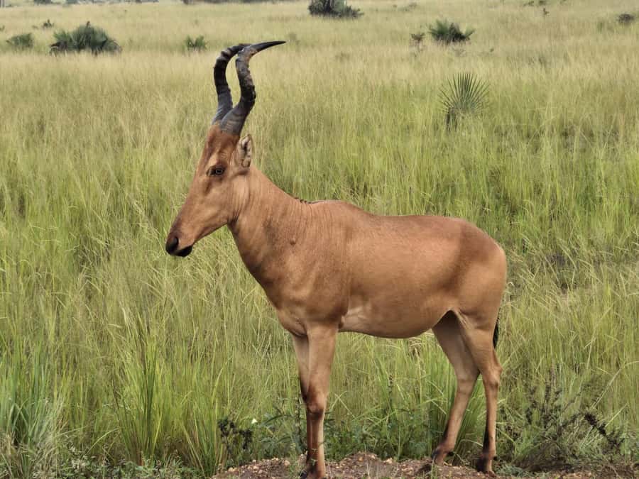 Uganda: 2-Day Murchison Falls Park Safari with Boat cruise - Who will enjoy this safari most
