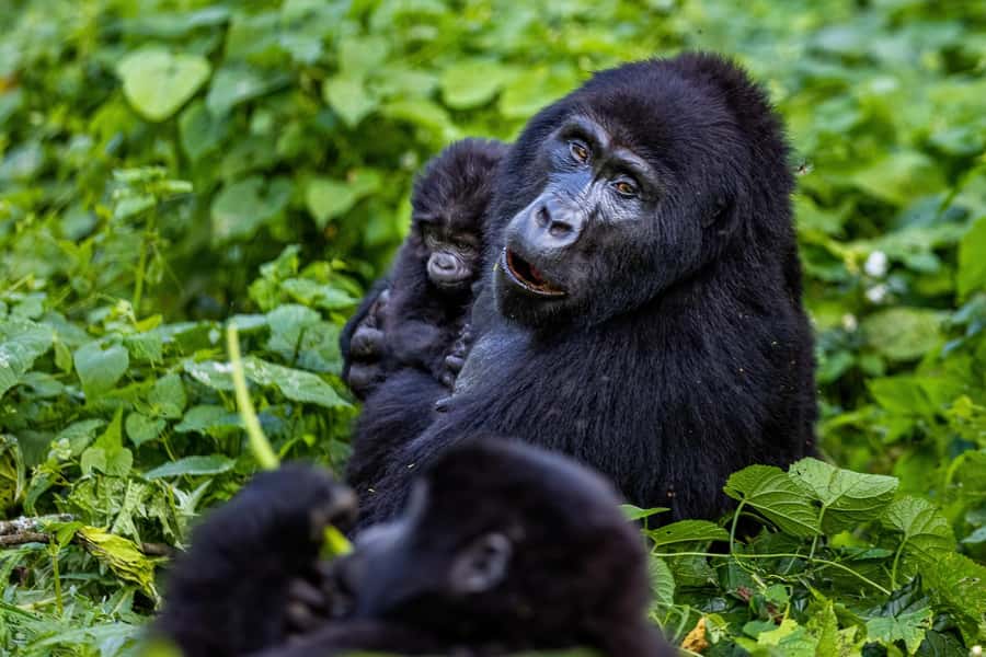 Uganda: 3-Day Gorilla Experience from Entebbe - From Entebbe to Bwindi, a road trip with a purpose