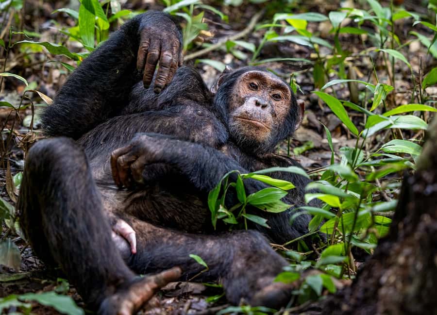 Uganda: 3-Day Gorilla Experience from Entebbe - Night one at Ichumbi Gorilla Lodge