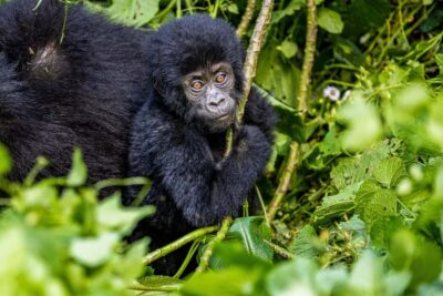3-Day Gorilla Experience from Entebbe