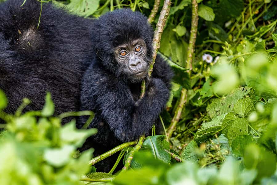 Uganda: 3-Day Gorilla Experience from Entebbe - Why Bwindi makes this more than a wildlife stop