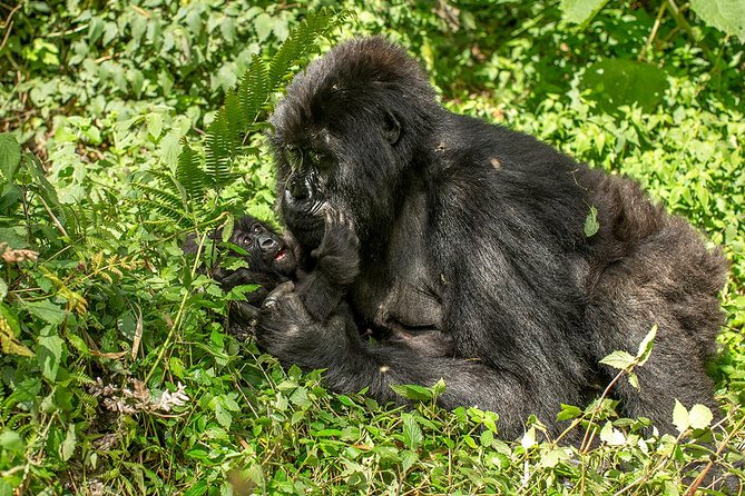 Uganda 4 days Gorilla Trekking - The value of a four-person maximum