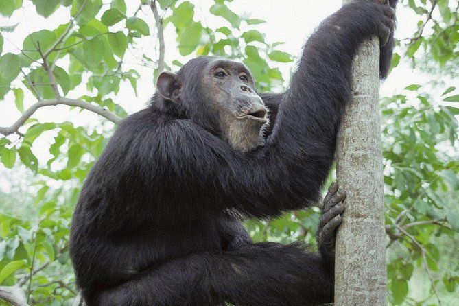 Uganda 4 days Gorilla Trekking - Starting in Kampala at 6:00 am