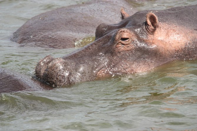 Uganda Wildlife Holiday - 8 Days - Day 3: Chimpanzee tracking and a full hour with the troop