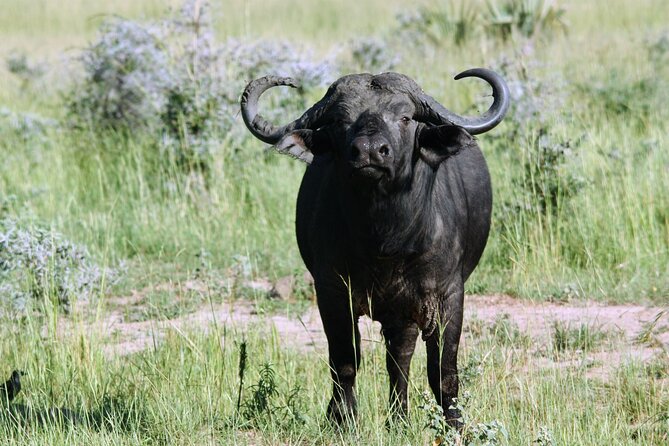 Uganda Wildlife Holiday - 8 Days - Day 5: Big animals on land and water