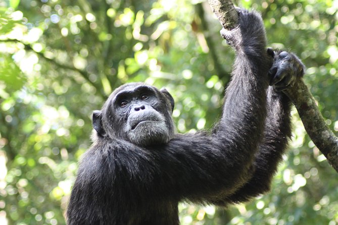 Uganda Wildlife Holiday - 8 Days - Day 6: Through the Kigezi Highlands to Bwindi