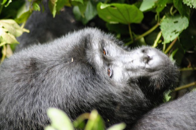 Uganda Wildlife Holiday - 8 Days - Day 7: The mountain gorilla trek