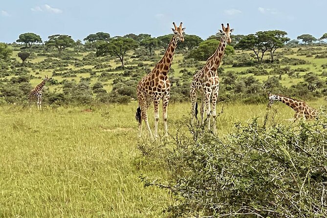 Unforgettable 3 days Murchison falls. - Five things to know before booking