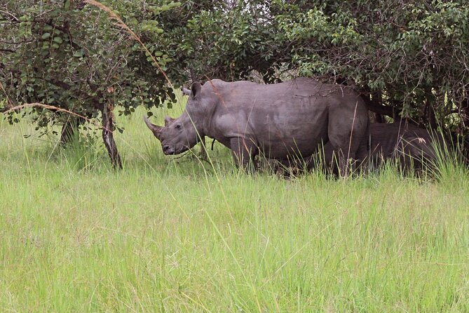 Unforgettable 3 days Murchison falls. - Why Murchison Falls works for a three-day safari