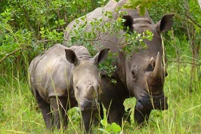 Ziwa Rhino Sanctuary - Why Ziwa’s Rhinos Matter