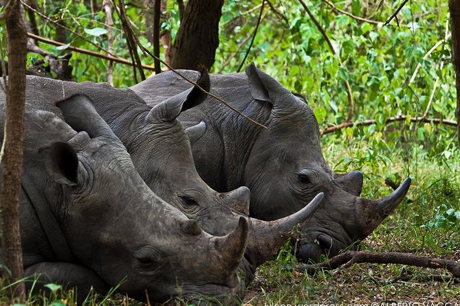Zziwa Rhino Sanctuary Walking Safari - Why a walking safari changes the experience