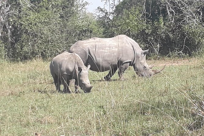 Zziwa Rhino Sanctuary Walking Safari - A private day with a flexible feel