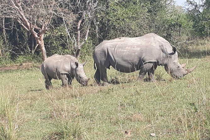 Zziwa Rhino Sanctuary Walking Safari - Tips for making the day work well